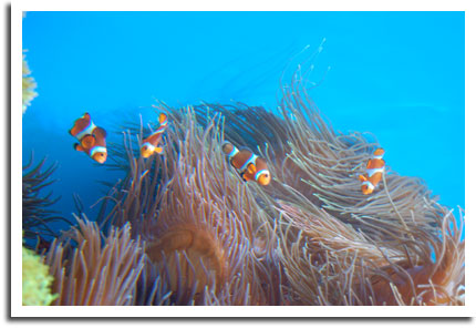 Clownfish